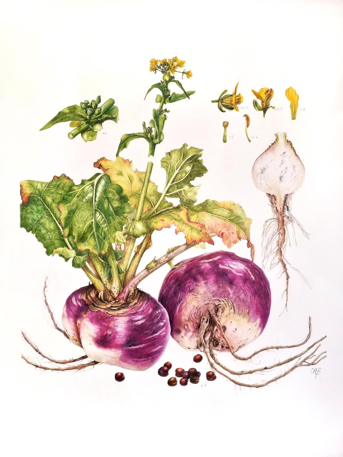 Carniolan Round Turnip